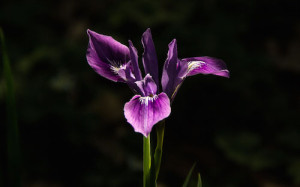 Iris Spring