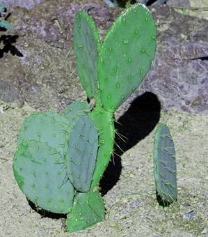 FIRST PLACE: Diane, Bunny Cactus